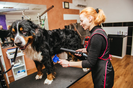 女美容师发型使狗繁殖 Bernese 山