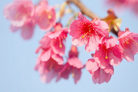 樱花与天蓝色隔离