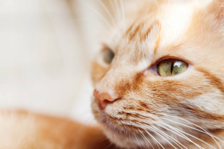 一只红色的猫，一幅巨大的头，眯着眼睛在阳光下嗨