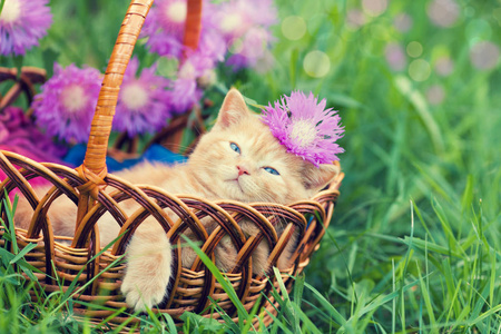 可爱的小红猫躺在花篮上的花草坪
