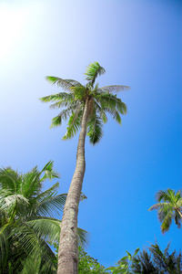 椰子树，椰树
