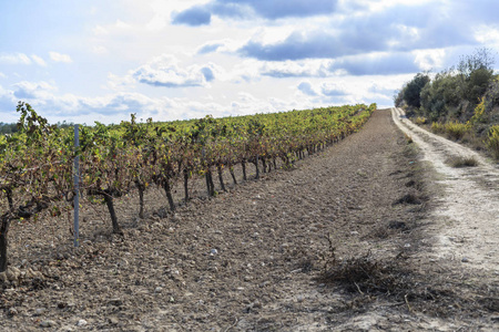 西班牙加泰罗尼亚, Penedes, 酒静脉区, Vilafranca Penedes 的葡萄园景观