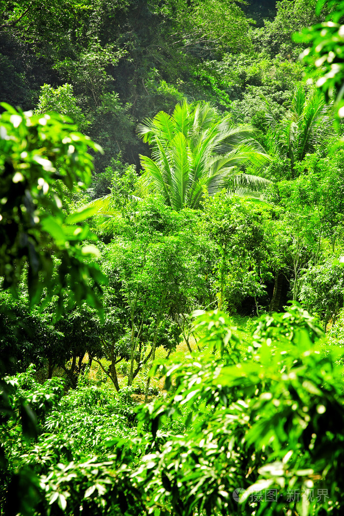 热带雨林气候景观图片图片