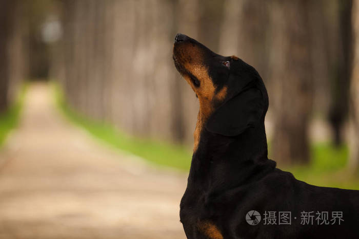 在树林里的腊肠