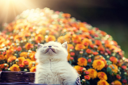 可爱的小猫在橙色雏菊花
