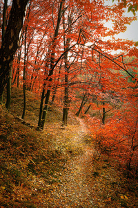 落叶林中的红树林小径图片