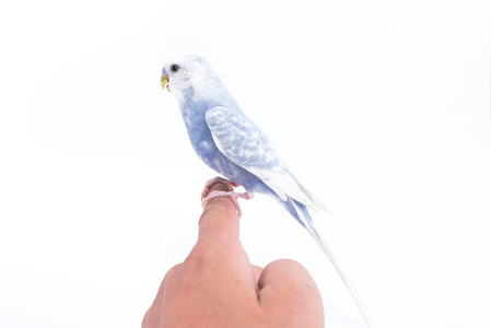白蓝色波浪鹦鹉在他的手被隔绝在白色背景