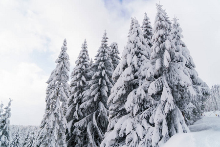 山上积雪覆盖的冷杉树。冬日仙境景观