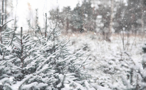 冬季森林。在一个晴朗的日子里的冬季森林景观。雪 c