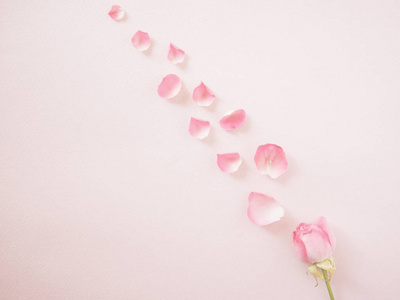 粉红色花瓣粉红色的玫瑰表面