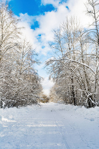 一条乡间的雪路与雪堆在路边, 树枝上覆盖着白雪帽, 冬日的森林照亮了白昼的阳光