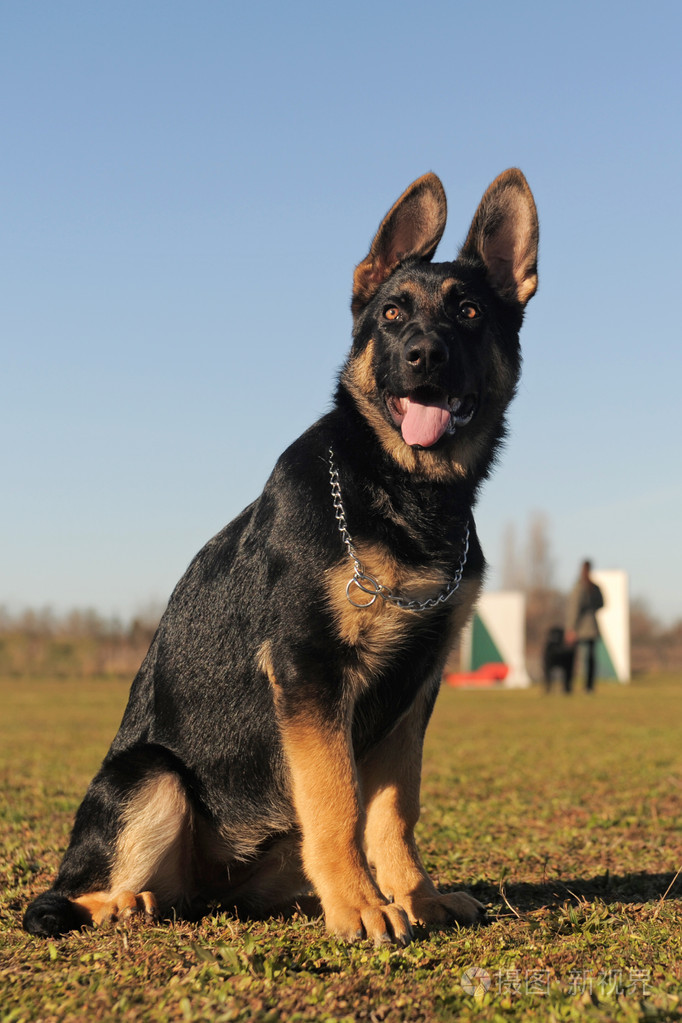 小狗德国牧羊犬