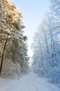 冬雪林初春