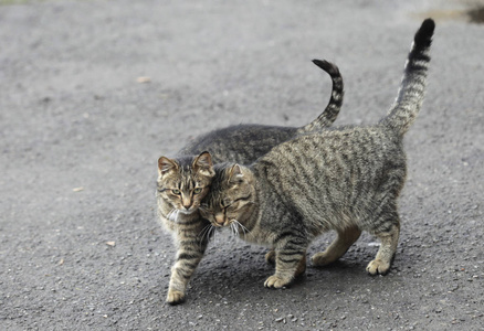 两条街条纹猫