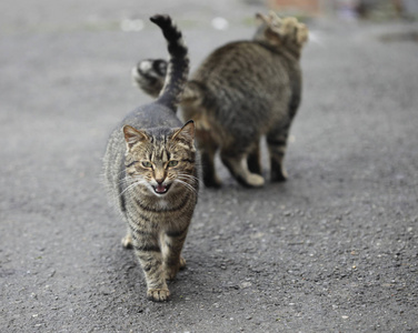 两条街条纹猫