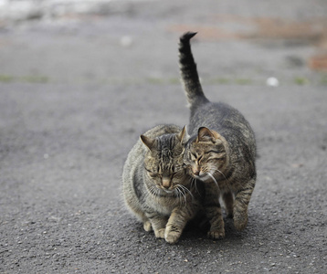 两条街条纹猫