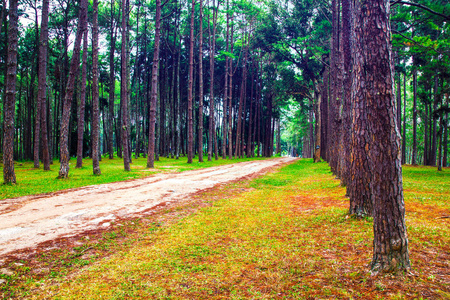 松树林的路径, 国家公园自然背景