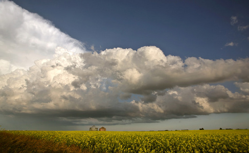 接近萨斯喀彻温省油菜作物的风暴云