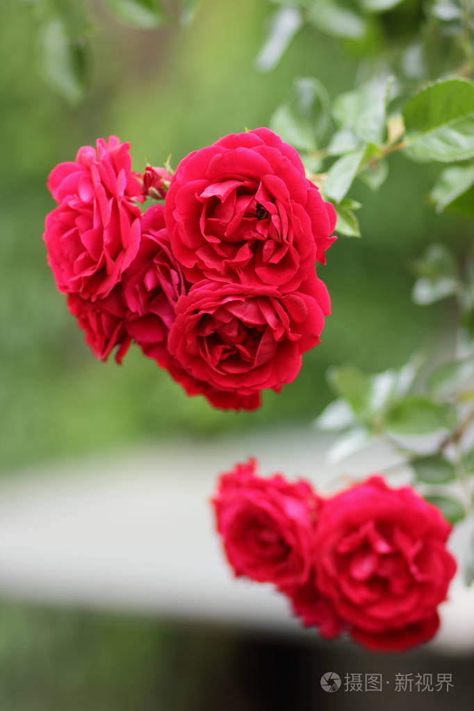 红玫瑰情人节鲜花一份礼物一束红色玫瑰在3月8日一个女性的梦想在植物