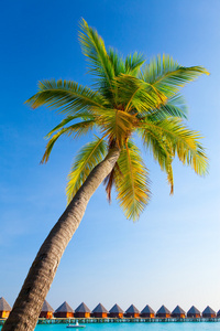 天空背景棕榈树