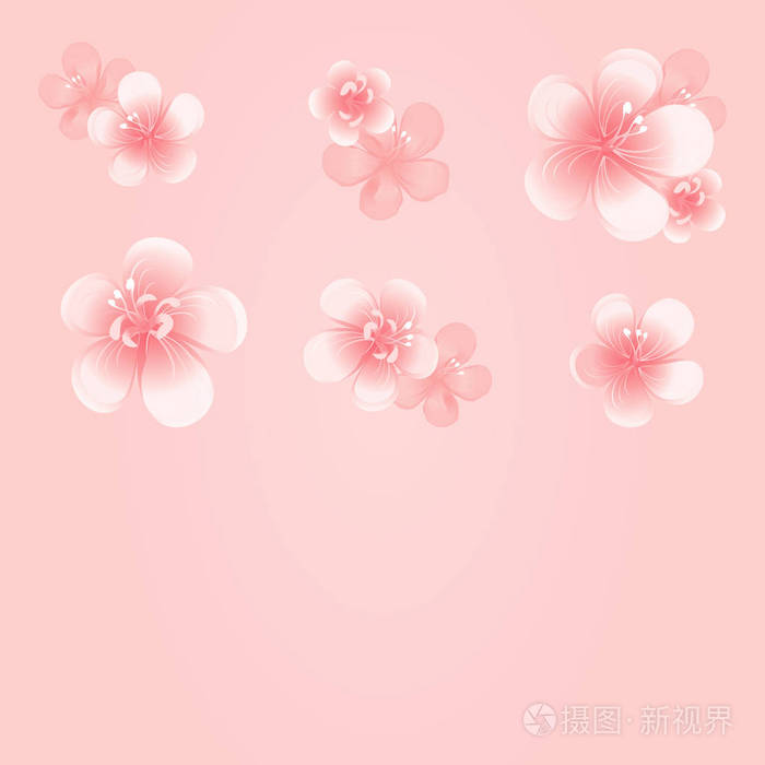 粉红色背景的淡粉色花朵 苹果树花 樱 矢量eps 10 Cmyk插画 正版商用图片0245nn 摄图新视界 粉红色背景的淡粉色花朵 苹果树花 樱 矢量eps 10 Cmyk插画 正版商用图片0245nn 摄图新视界