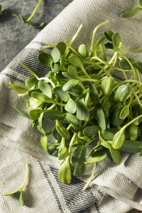 生绿色有机向日葵 Microgreens