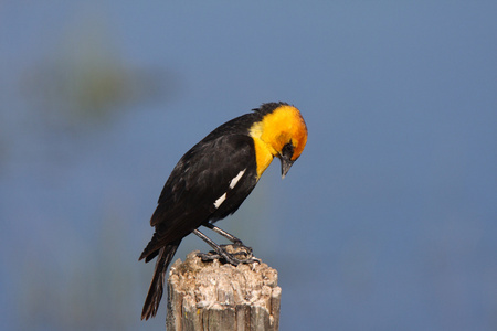 雄黄头黑鸟栖息在柱子上