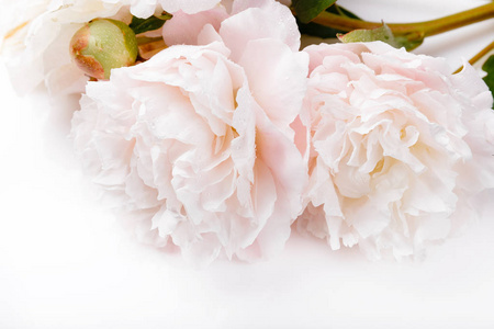 白色背景的淡粉色牡丹。贺卡, 邀请用浅色柔和的颜色。复制空间。生日, 母亲, 情人节, 女人的结婚日概念