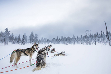 哈士奇狗休息后, 雪橇在北极芬兰