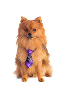 焦糖色领带只可爱的狗