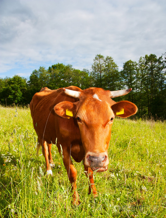 草地上的牛