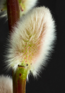 美容 花粉 植物 霜霉病 柳树 年轻 增长 季节 生活 群花