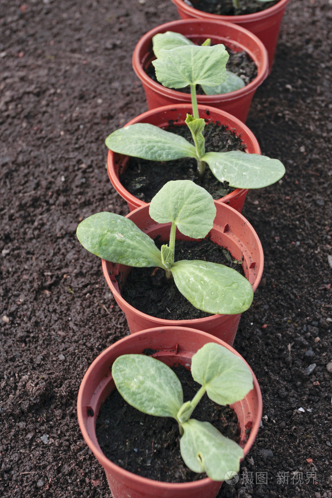 准备种植的蔬菜苗