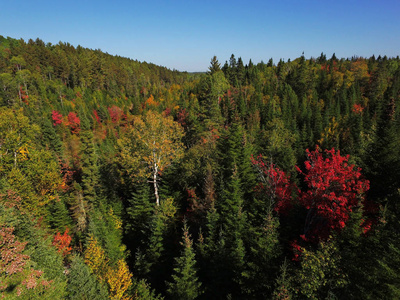 森林山鸟瞰秋天的颜色