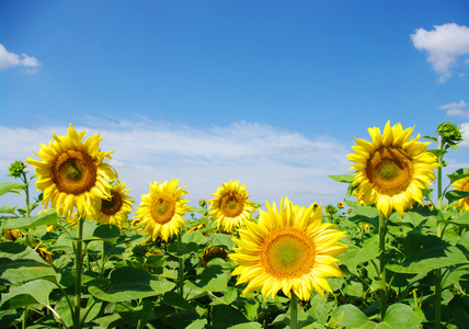 向日葵，葵花 sunflower的名词复数 