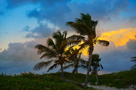 加勒比的日落棕榈树里维埃拉玛雅