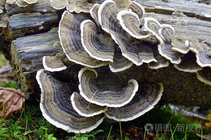 栓绒革盖菌蘑菇