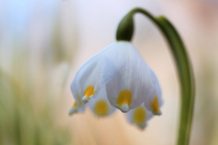 这主要是一个欧洲物种。Leucojum vernum自由的本性。一种稀有的捷克自然植物。欧洲的野性本性