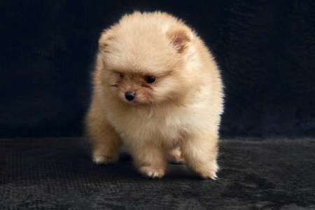 博斯的小狗图片