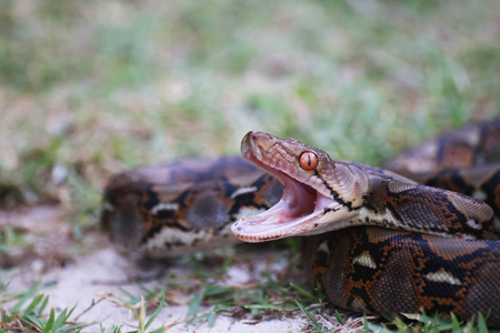 蟒蛇在花园里张开嘴照片