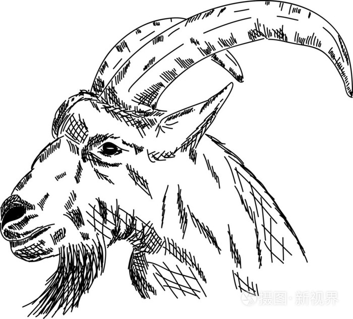 山羊肖像画