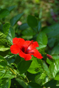 芙蓉花图片