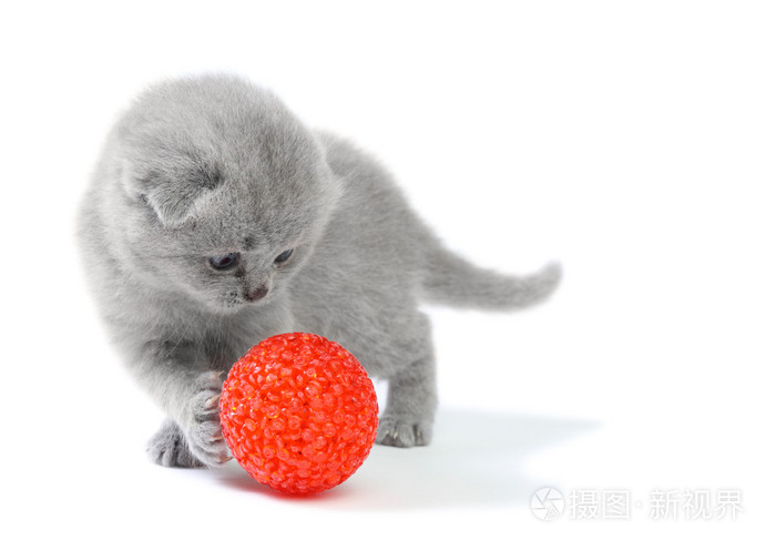 小猫在玩球