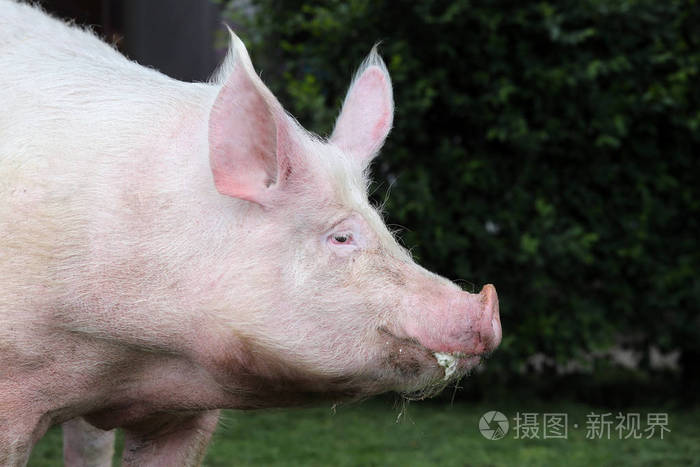 国产猪的极端头部照片夏日outd