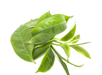 新鲜绿茶叶图片