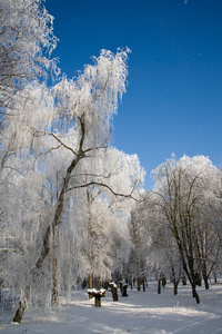 公园冬季景观