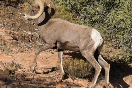 在犹他州一好沙漠大角羊公羊照片
