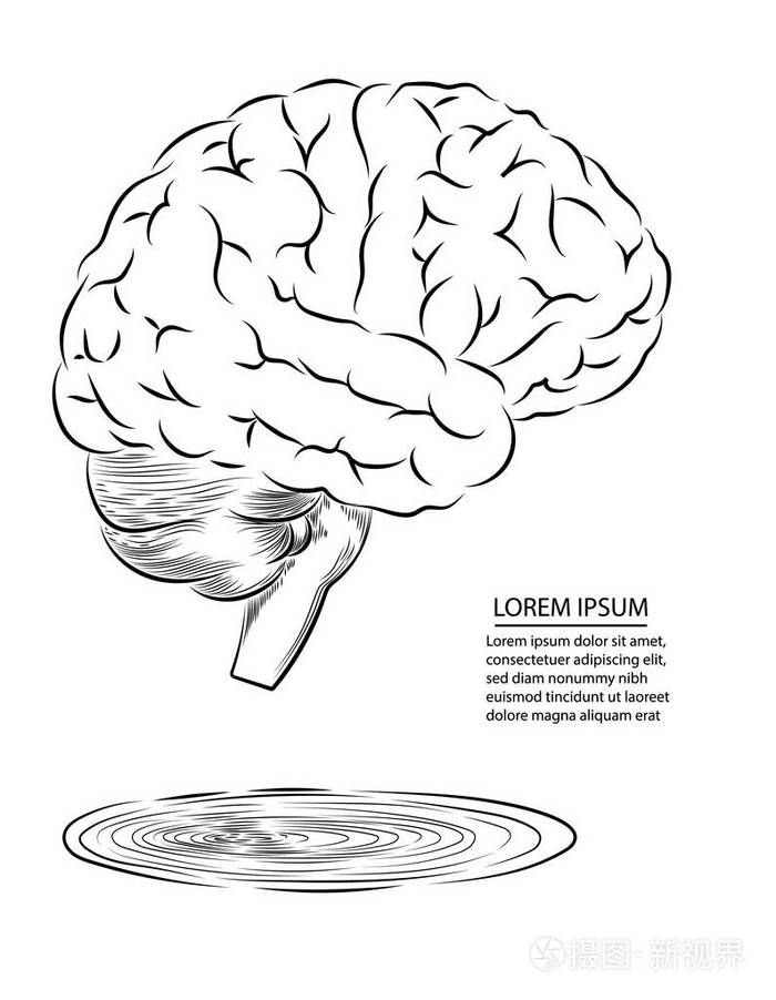 大脑侧面图简笔画图片