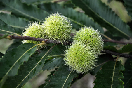 枝,锥, 针叶和种子在白色背景上的水果和板栗叶板栗去皮和整个马栗子