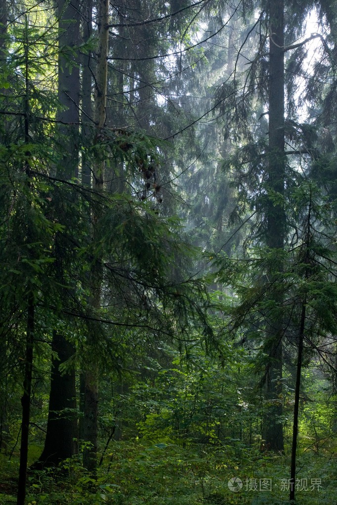 夏季双亚洛维扎林针叶林后阴雨
